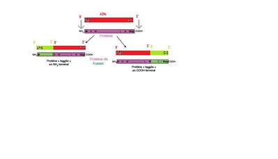 Protéine de fusion.jpg