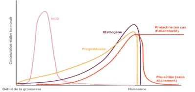 08-31-2012-Les-hormones-durant-la-grossesse-3.png