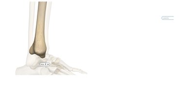 Tibia Droit Vue latérale.jpg