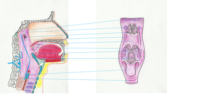 lien avec vue endoscopique.png