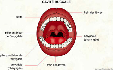 054 Cavité buccale.jpg