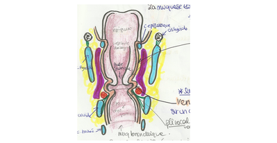 coupe vertico-frontale.png