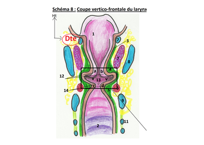 Coupe vertico-frontale Dte.png