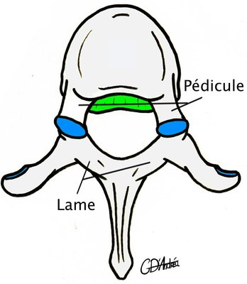53 - Vertèbre thoracique, vue supérieure signé.jpg