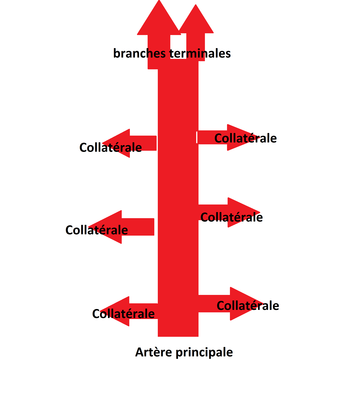 Collat-branches term.png