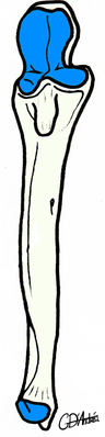 ulna.png