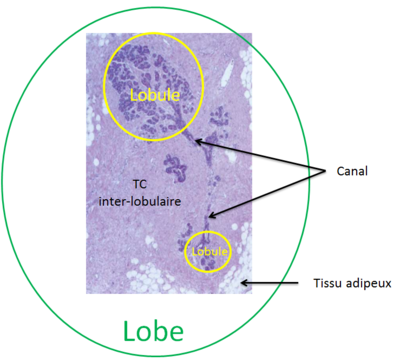 Lobe.PNG