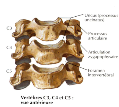 rachis cervical vue anté.png