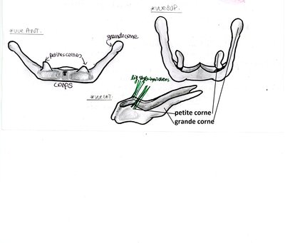 os hyoïde.jpg