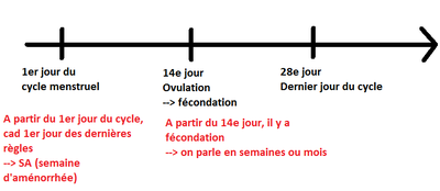 Cycle menstruel.png