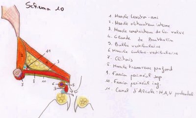 fascia superficiel du périnée.jpg