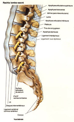 rachis lombo-sacré.jpg