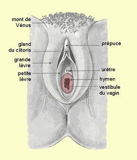 vestibule du vagin.gif