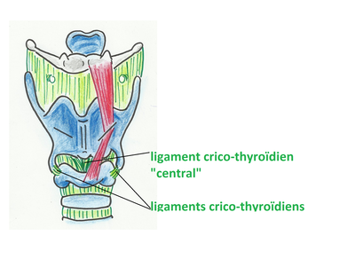 lig crico-tyhroïdiens.png