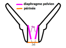 périnée et diaphragme.png