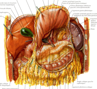 estomac duodénum.png