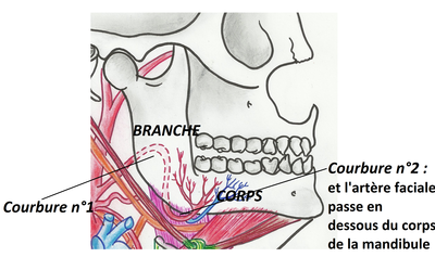 artère fasciale.png