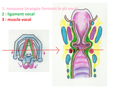 corde vocale.png