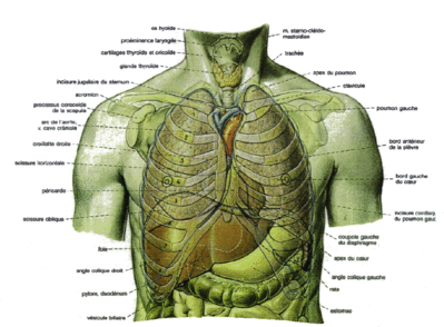 anatomie_3.gif