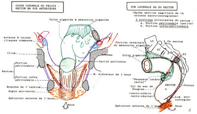 courbures sagittales.jpg