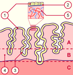 couches endomètre.PNG
