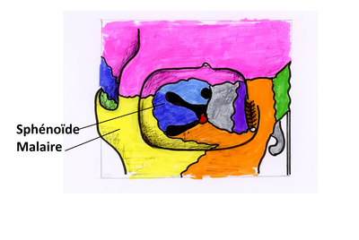 malairesphénoïde.png