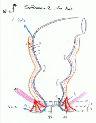 Ligament de parks.png