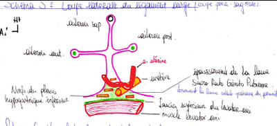 artère utérine.png