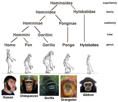 hominidae.JPG