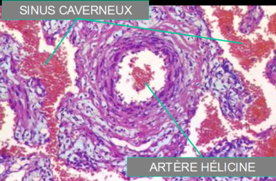 artères hélicines.PNG