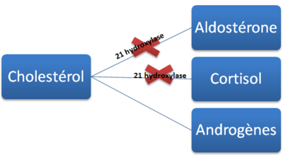 bloc 21 hydroxylase.PNG