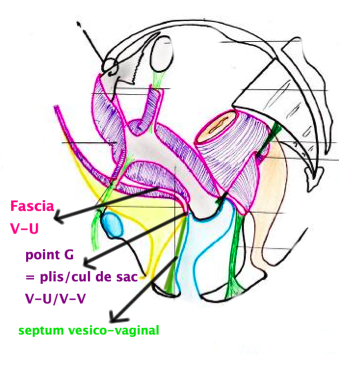 septum vesico-vaginal.png