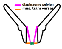 LAet m. transverses.png