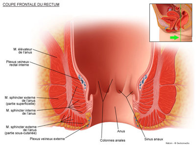 coupe fronale rectum.jpg