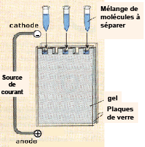 Electrophorèse schéma.PNG