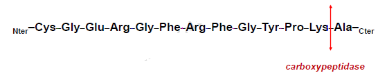 carboxypeptidase.png