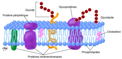 membrane-cellulaire-bicouche-phospholipides.jpg