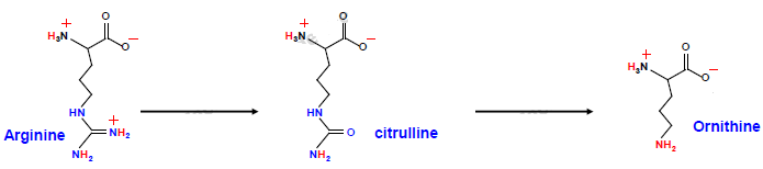 arginine - citrulline - ornithine.png