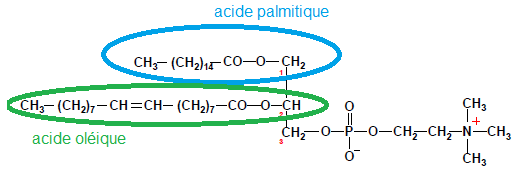 Sans titre.png