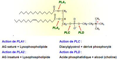 phospholipases.png