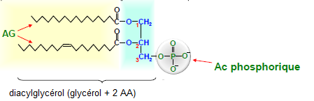 acide phosphatidique.png