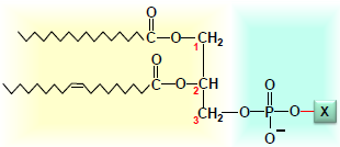 glycérophospholipide.png