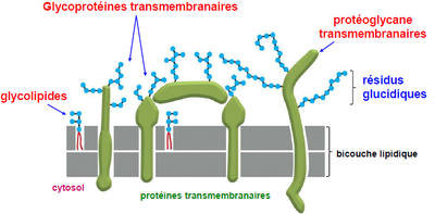 hétéropolysaccharides.png