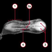 Capture d’écran 2013-09-30 à 15.43.49.png
