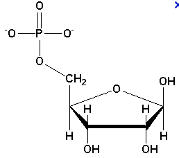 ribose 5-P.png