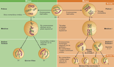 mitose.meiose.1.png