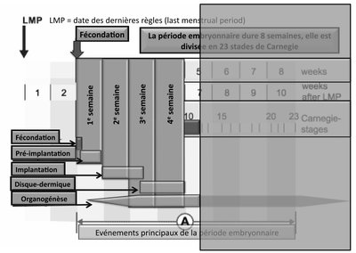vénements principaux de la période embryonnaire.jpg