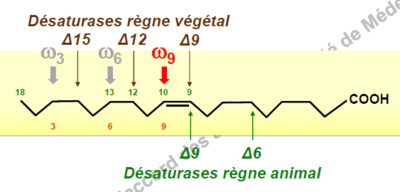 Désaturase.PNG