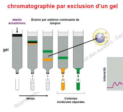 Exclusion de Gel.PNG