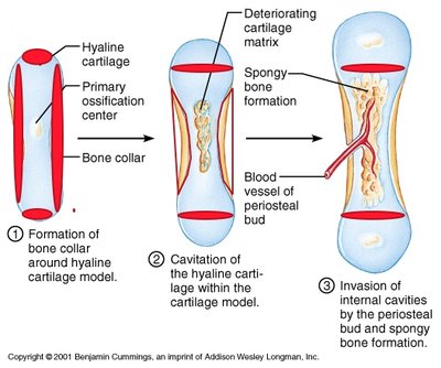 endochondral fig.6.8a.jpg